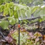 Verlängerungsrohr für Sprühdüsen für wachsende Pflanzen und größere Stauden